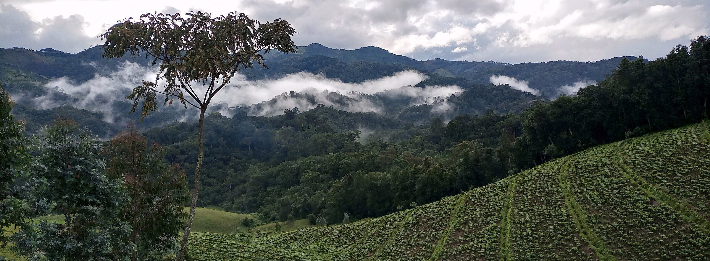 Mist settling over Gishwati forest and tea fields