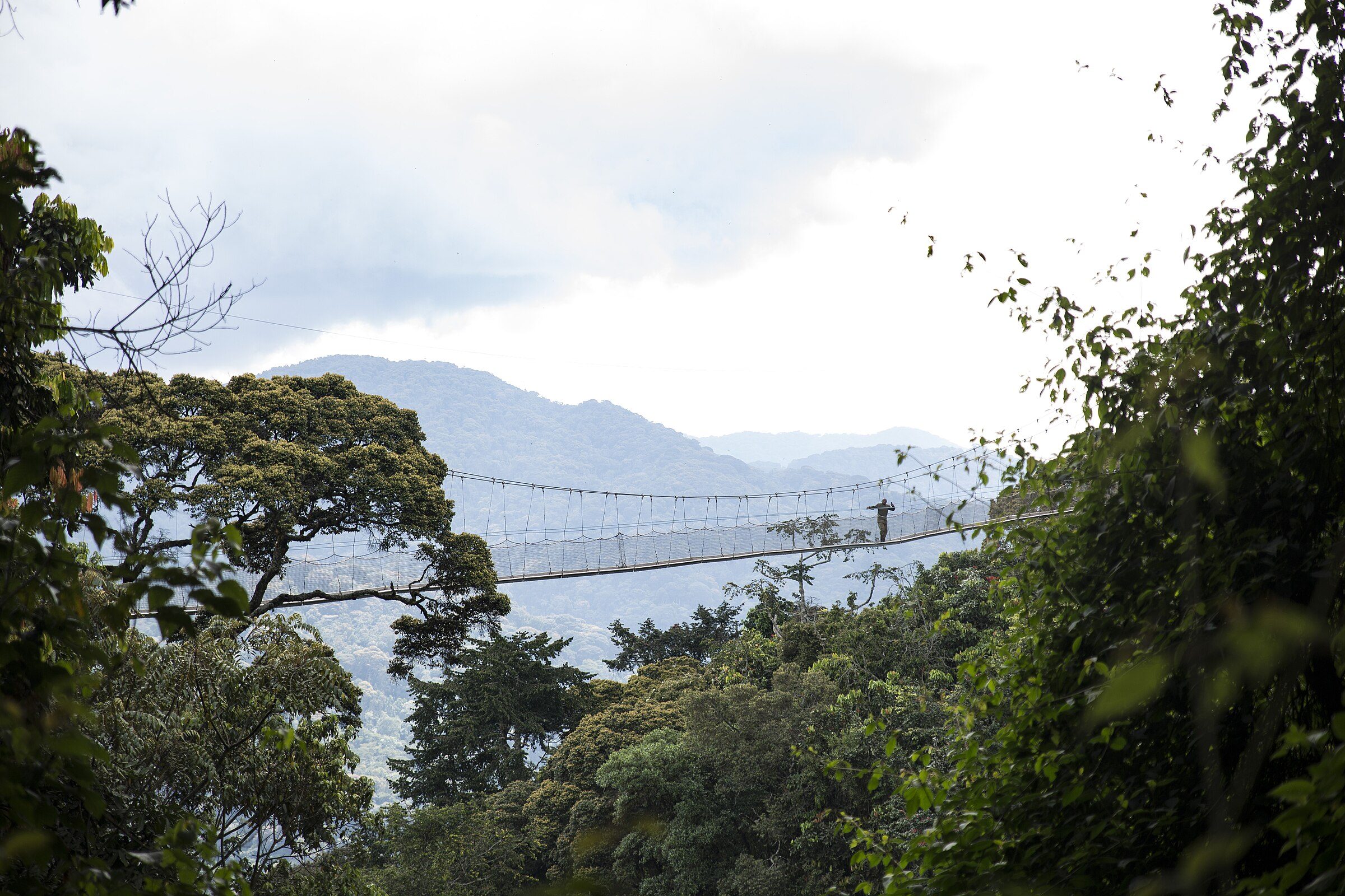 The canopy walkway through Nyungwe forest, with mountains in the mist beyond