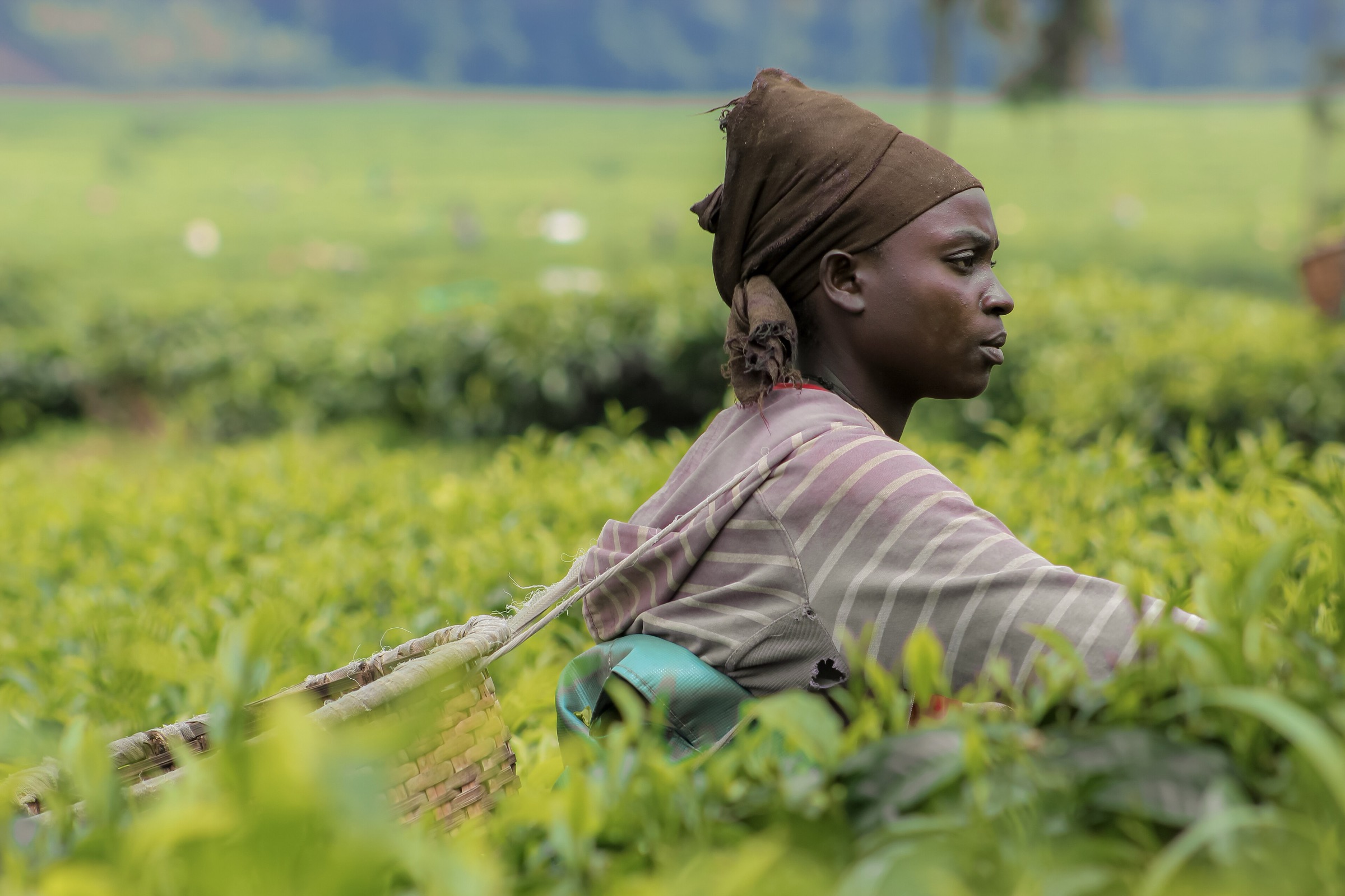 Tea pickers at work on a green hillside in Rwanda